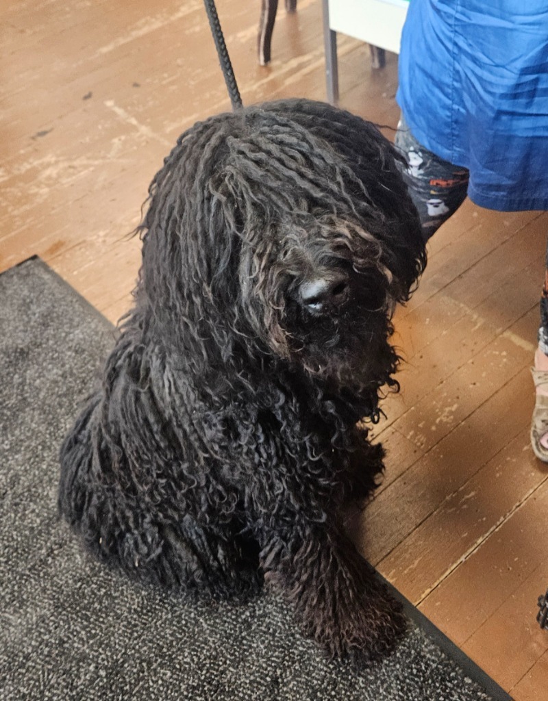 Axle, an adoptable Affenpinscher in Green River, WY, 82935 | Photo Image 1