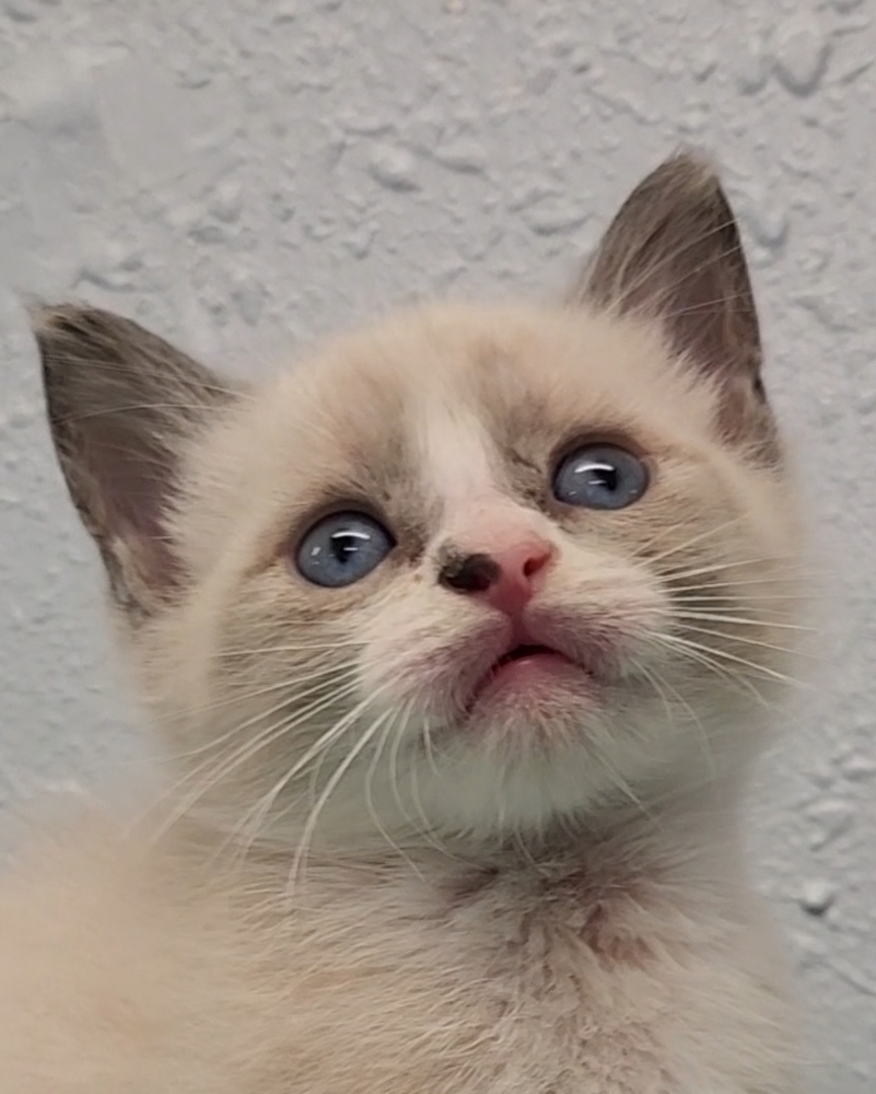 Four Kim's Kids, an adoptable Siamese, Ragdoll in Ocala, FL, 34475 | Photo Image 1