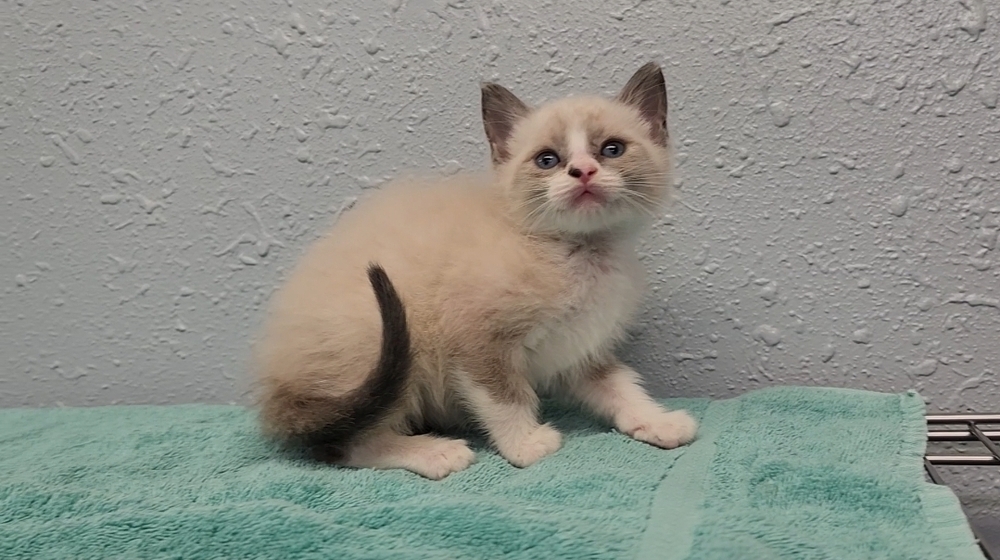 Four Kim's Kids, an adoptable Siamese, Ragdoll in Ocala, FL, 34475 | Photo Image 2