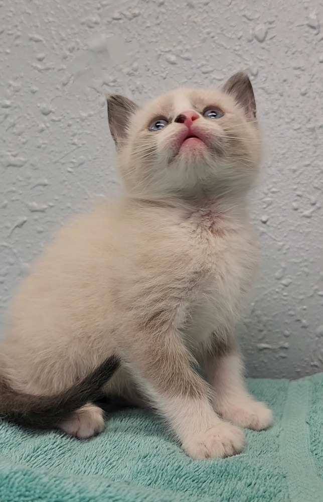 Four Kim's Kids, an adoptable Siamese, Ragdoll in Ocala, FL, 34475 | Photo Image 3