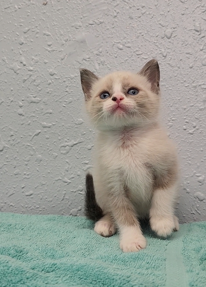 Four Kim's Kids, an adoptable Siamese, Ragdoll in Ocala, FL, 34475 | Photo Image 4