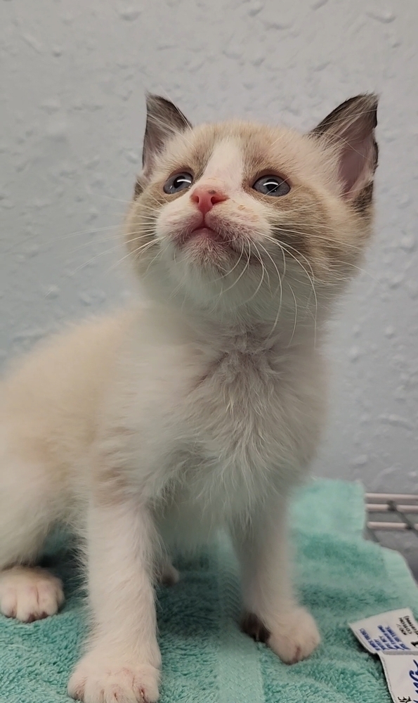 Four Kim's Kids, an adoptable Siamese, Ragdoll in Ocala, FL, 34475 | Photo Image 5