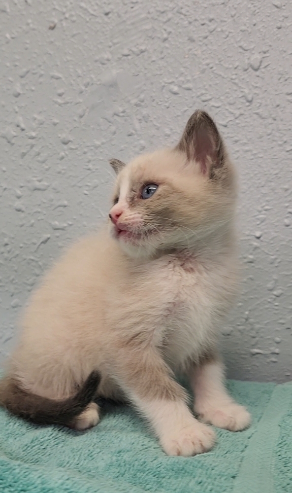 Four Kim's Kids, an adoptable Siamese, Ragdoll in Ocala, FL, 34475 | Photo Image 6