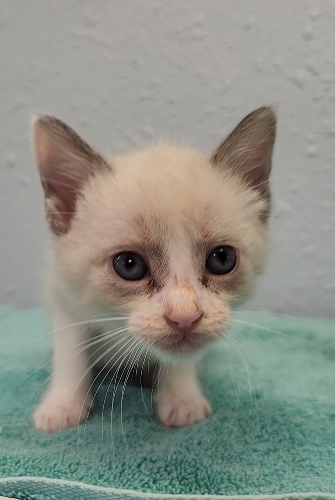 Three Kim's Kids, an adoptable Siamese, Ragdoll in Ocala, FL, 34475 | Photo Image 1