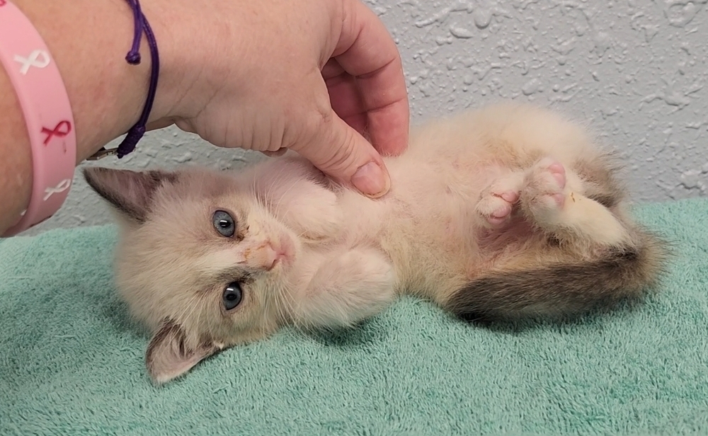 Three Kim's Kids, an adoptable Siamese, Ragdoll in Ocala, FL, 34475 | Photo Image 2