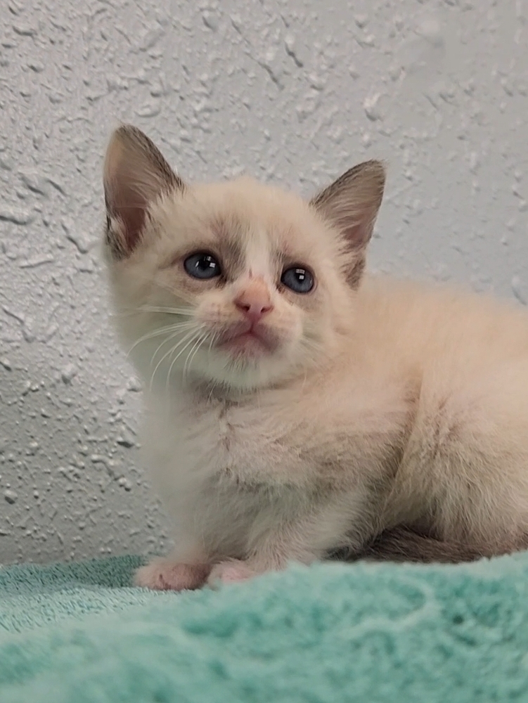 Three Kim's Kids, an adoptable Siamese, Ragdoll in Ocala, FL, 34475 | Photo Image 3