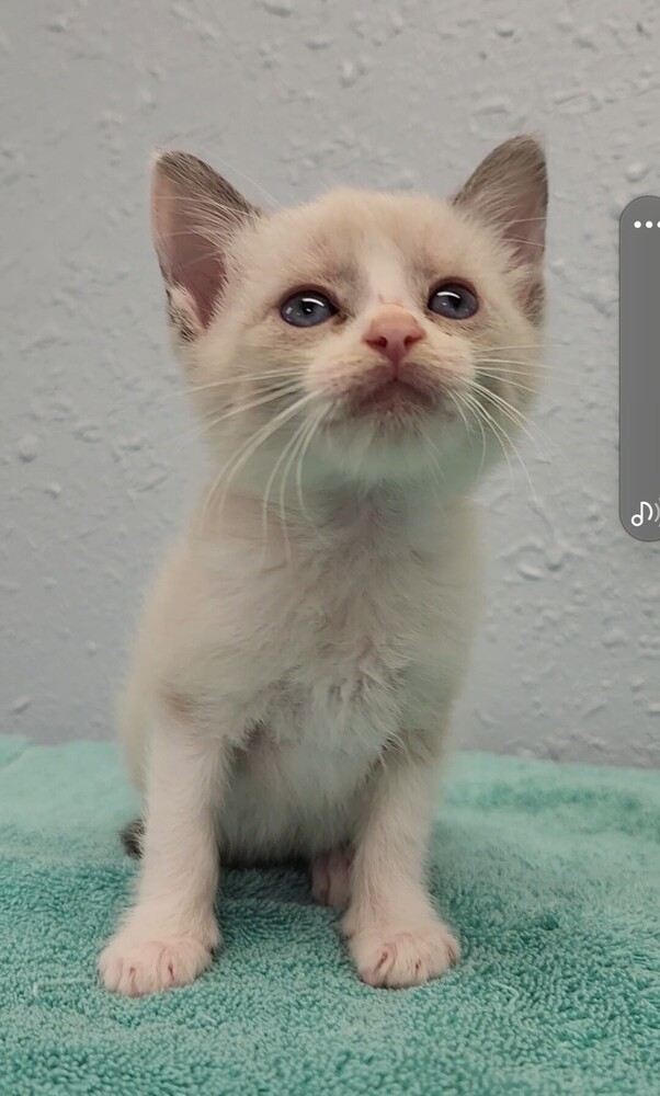 Three Kim's Kids, an adoptable Siamese, Ragdoll in Ocala, FL, 34475 | Photo Image 4