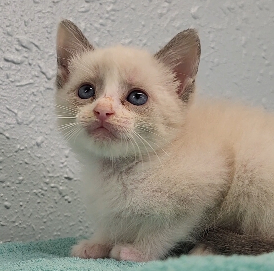 Three Kim's Kids, an adoptable Siamese, Ragdoll in Ocala, FL, 34475 | Photo Image 5