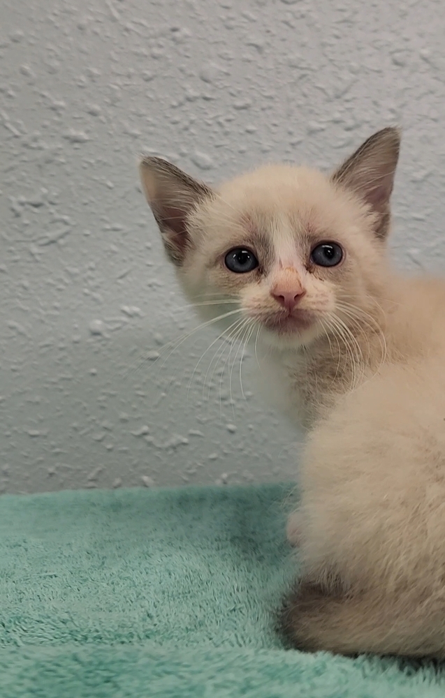 Three Kim's Kids, an adoptable Siamese, Ragdoll in Ocala, FL, 34475 | Photo Image 6