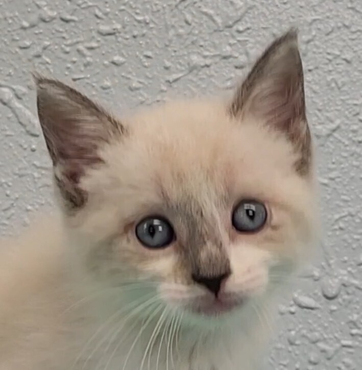 Two Kim's Kids, an adoptable Siamese, Ragdoll in Ocala, FL, 34475 | Photo Image 1