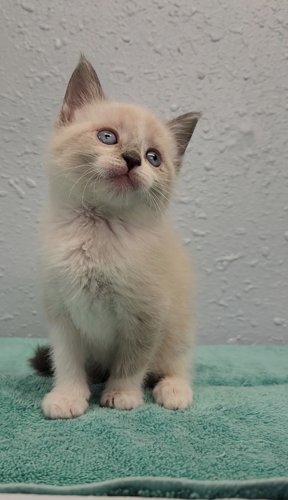 Two Kim's Kids, an adoptable Siamese, Ragdoll in Ocala, FL, 34475 | Photo Image 3