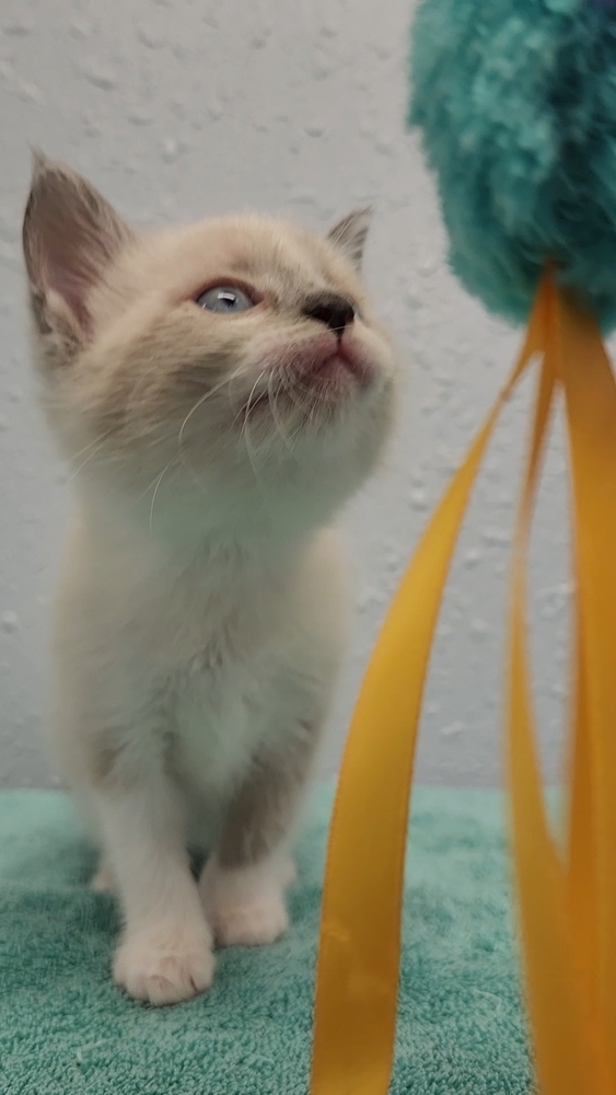 Two Kim's Kids, an adoptable Siamese, Ragdoll in Ocala, FL, 34475 | Photo Image 4