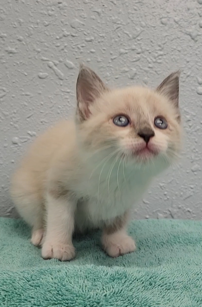 Two Kim's Kids, an adoptable Siamese, Ragdoll in Ocala, FL, 34475 | Photo Image 5