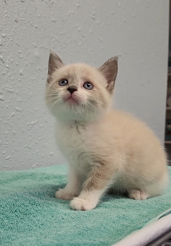 Two Kim's Kids, an adoptable Siamese, Ragdoll in Ocala, FL, 34475 | Photo Image 6