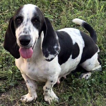 Petfinder basset fashion hound