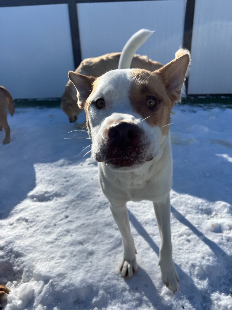Melvin, an adoptable Husky, Mixed Breed in Heber City, UT, 84032 | Photo Image 1