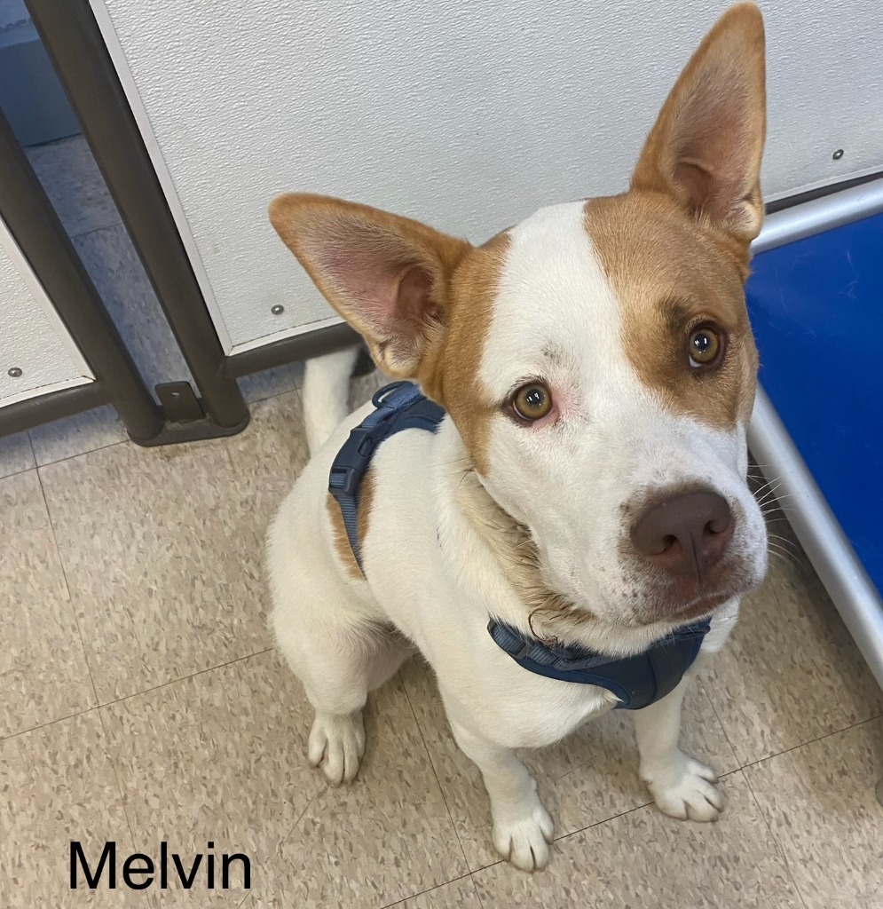 Melvin, an adoptable Husky, Mixed Breed in Heber City, UT, 84032 | Photo Image 2