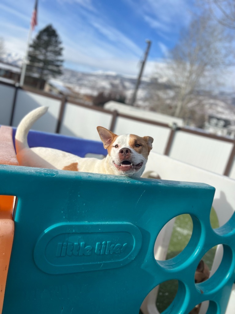 Melvin, an adoptable Husky, Mixed Breed in Heber City, UT, 84032 | Photo Image 3