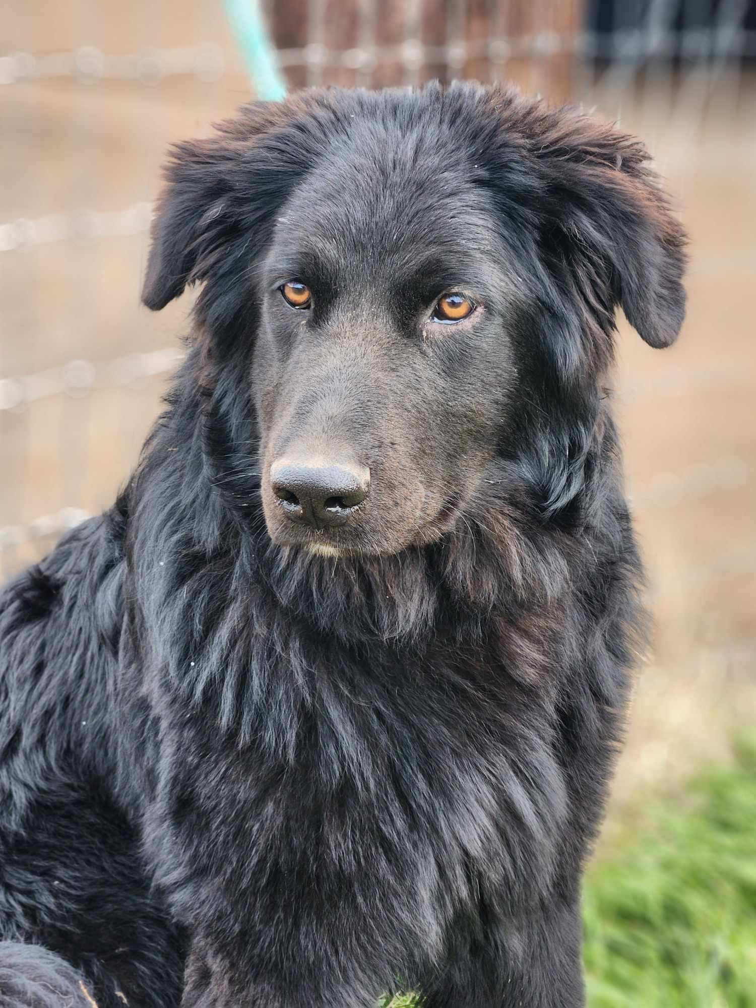 Josh, an adoptable Shepherd, Newfoundland Dog in Yreka, CA, 96097 | Photo Image 1