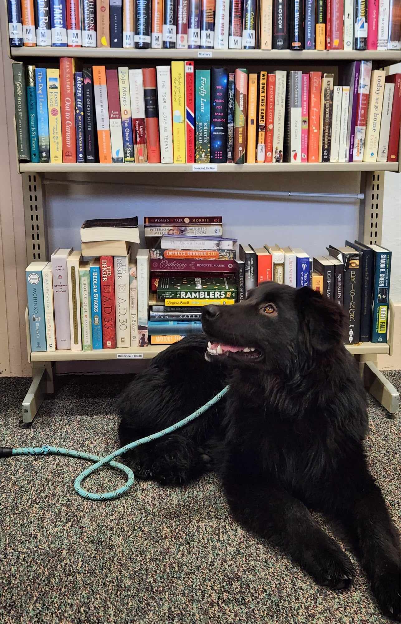Josh, an adoptable Shepherd, Newfoundland Dog in Yreka, CA, 96097 | Photo Image 2