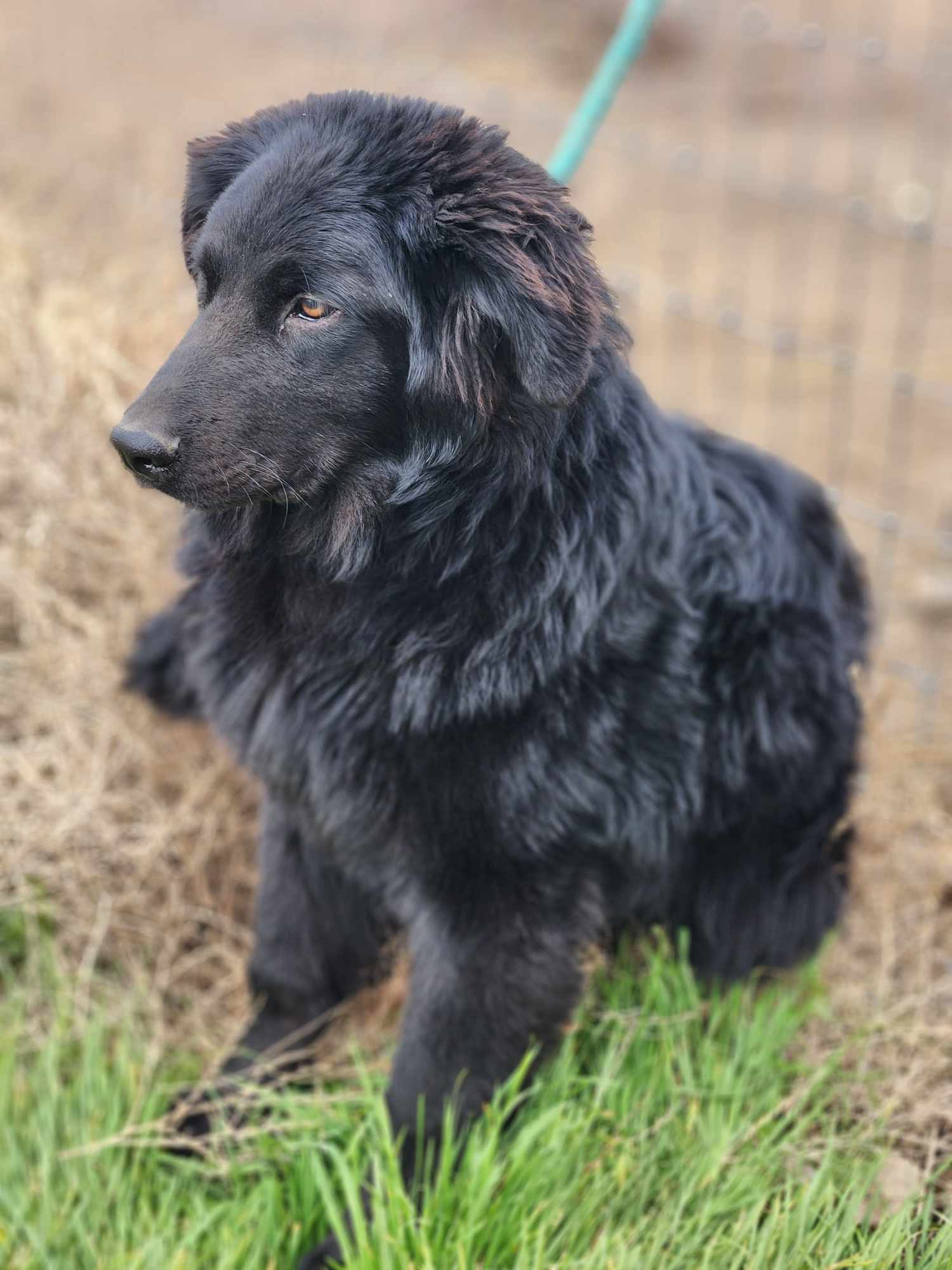 Josh, an adoptable Shepherd, Newfoundland Dog in Yreka, CA, 96097 | Photo Image 3