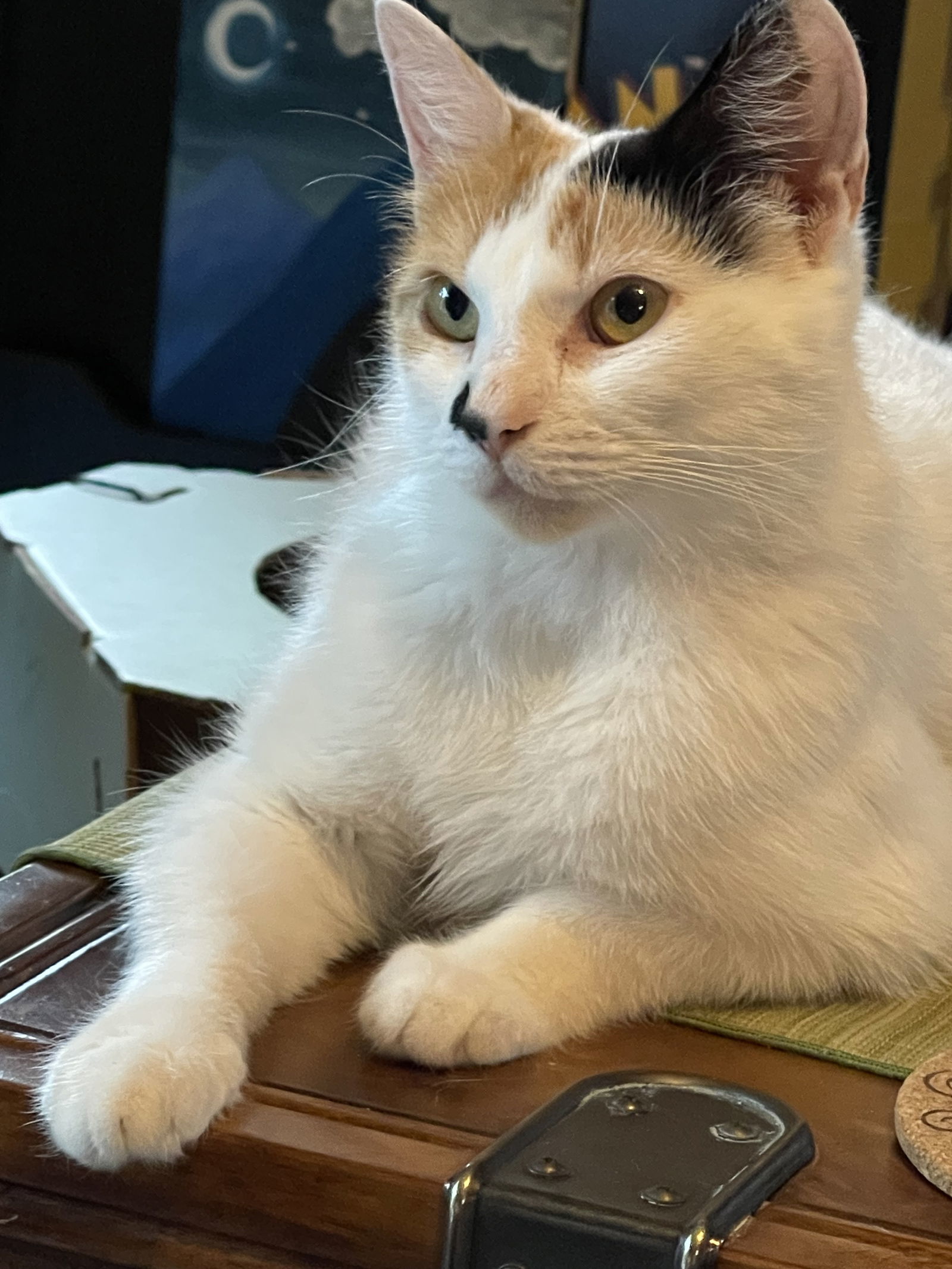 Tula
