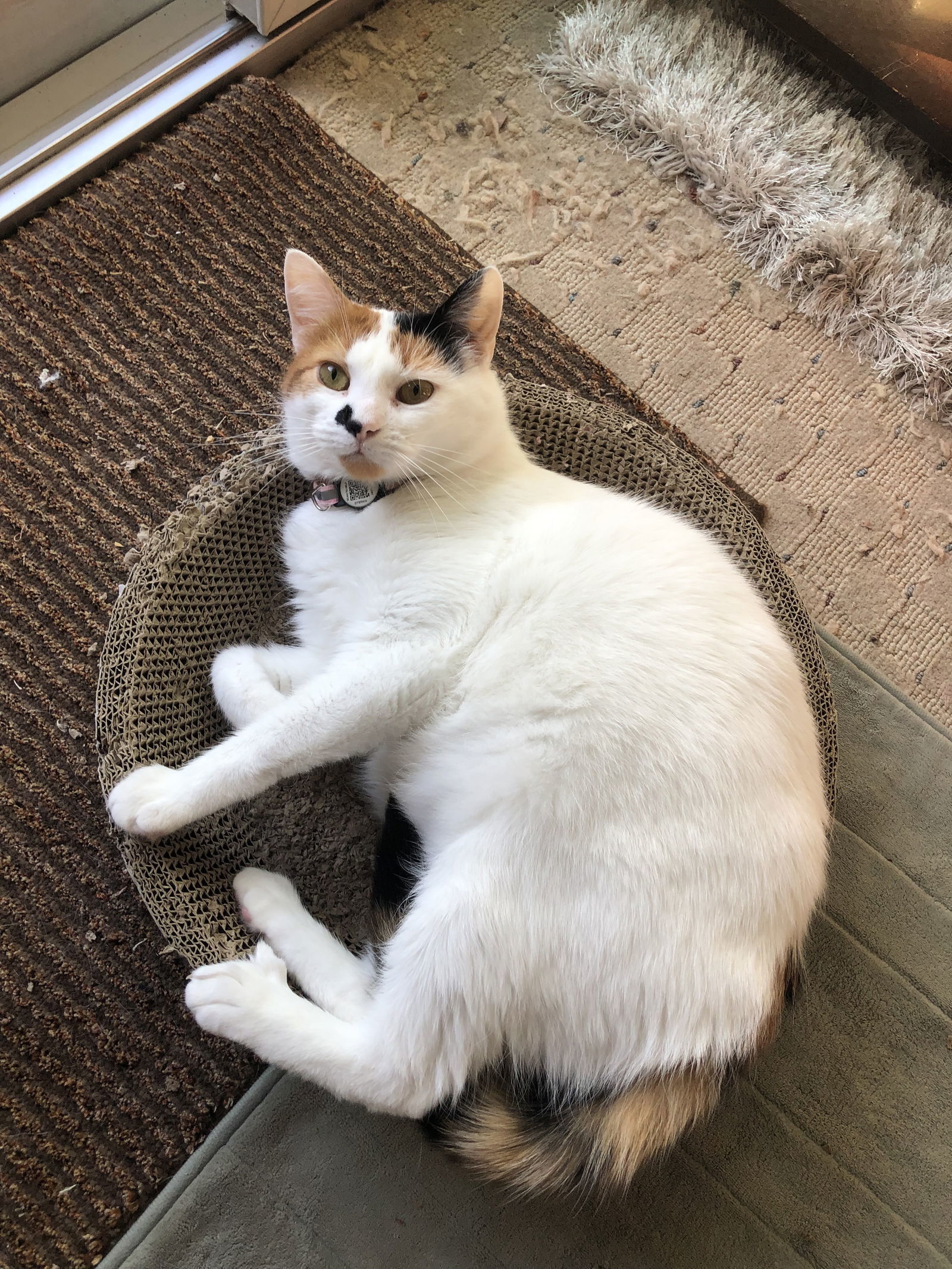 Tula