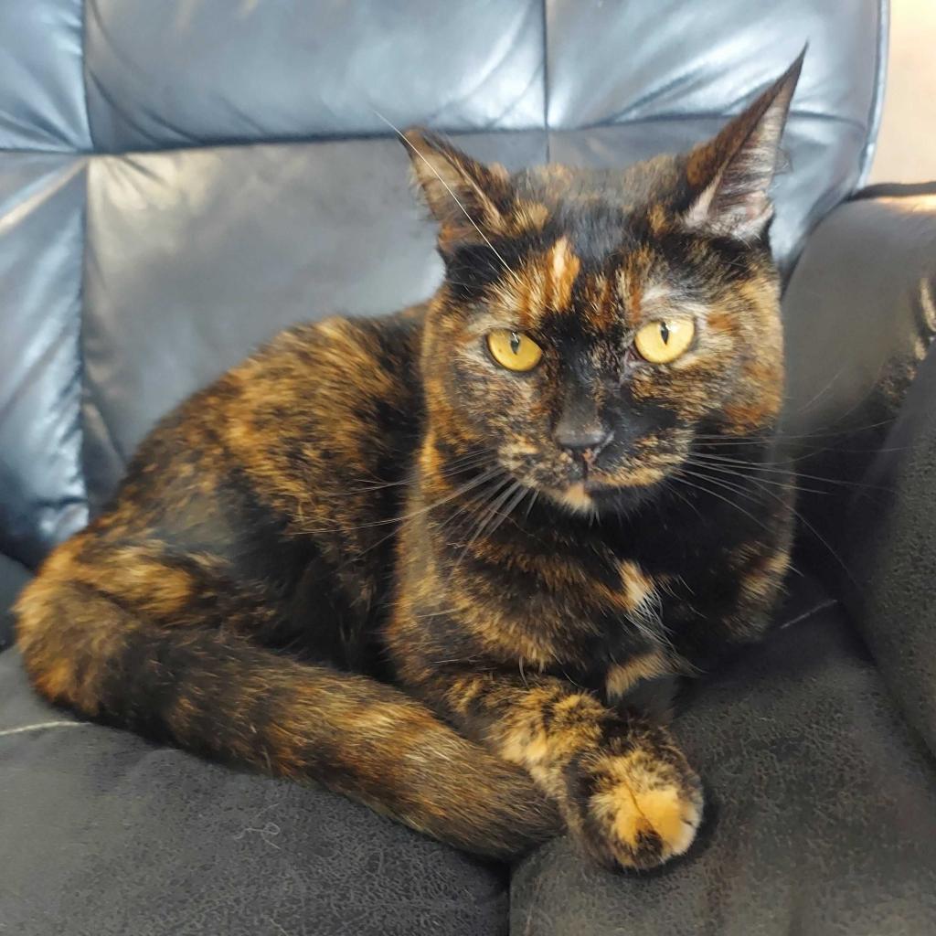 Harlow, an adoptable Domestic Short Hair in Las Vegas, NV, 89146 | Photo Image 1