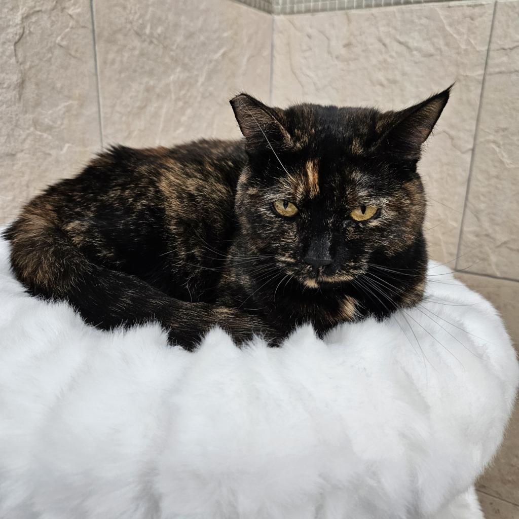 Harlow, an adoptable Domestic Short Hair in Las Vegas, NV, 89146 | Photo Image 2