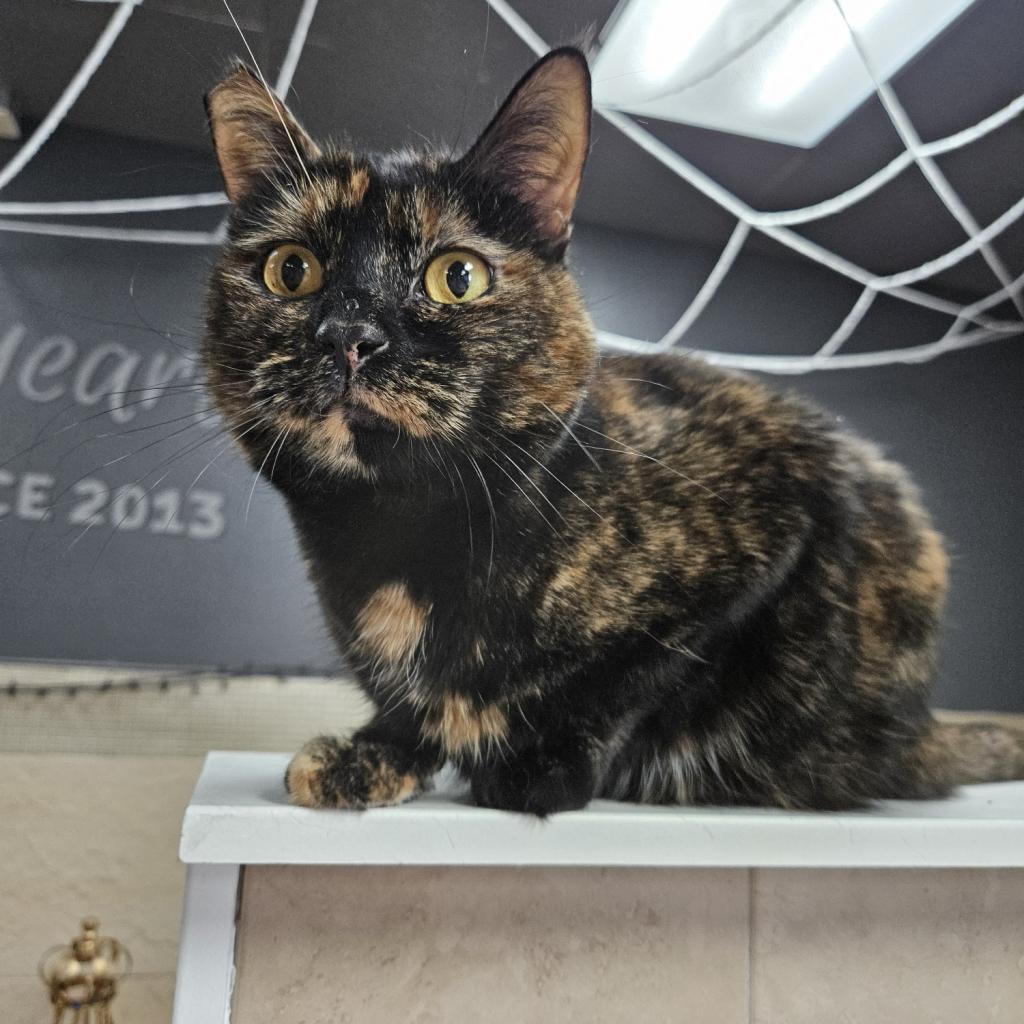 Harlow, an adoptable Domestic Short Hair in Las Vegas, NV, 89146 | Photo Image 4