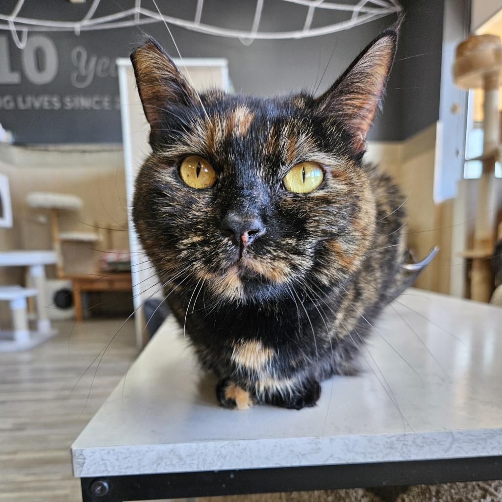 Harlow, an adoptable Domestic Short Hair in Las Vegas, NV, 89146 | Photo Image 6