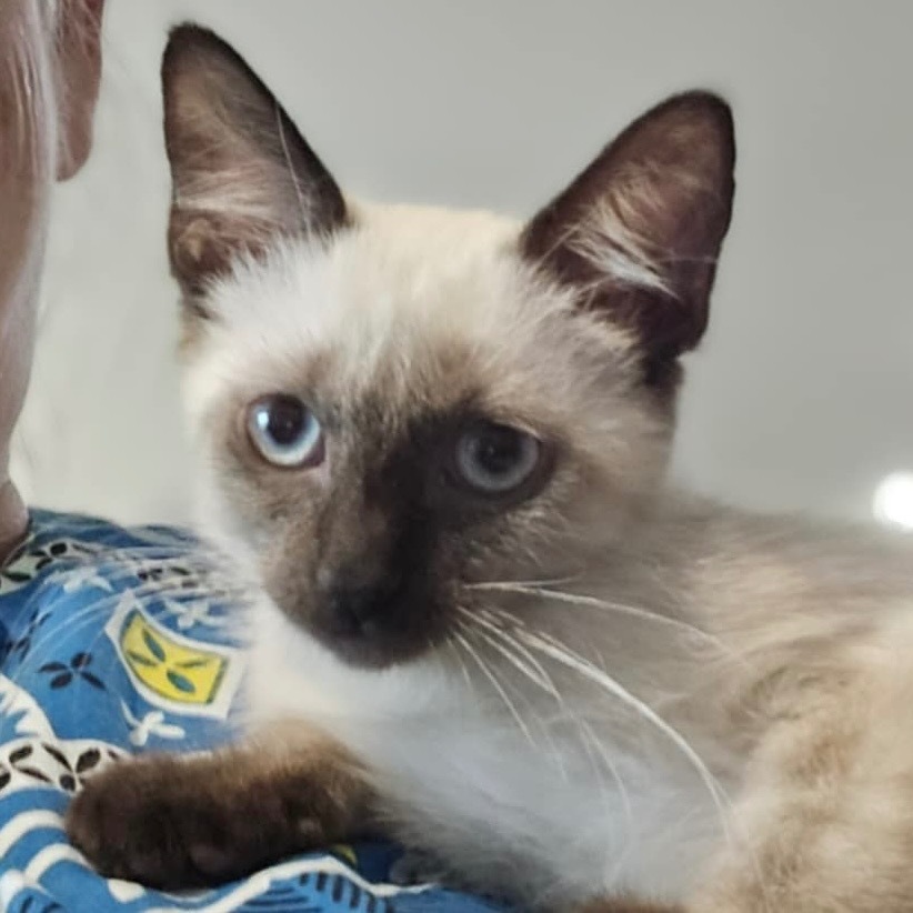 Lili, an adoptable Siamese, Ragdoll in New Braunfels, TX, 78130 | Photo Image 1