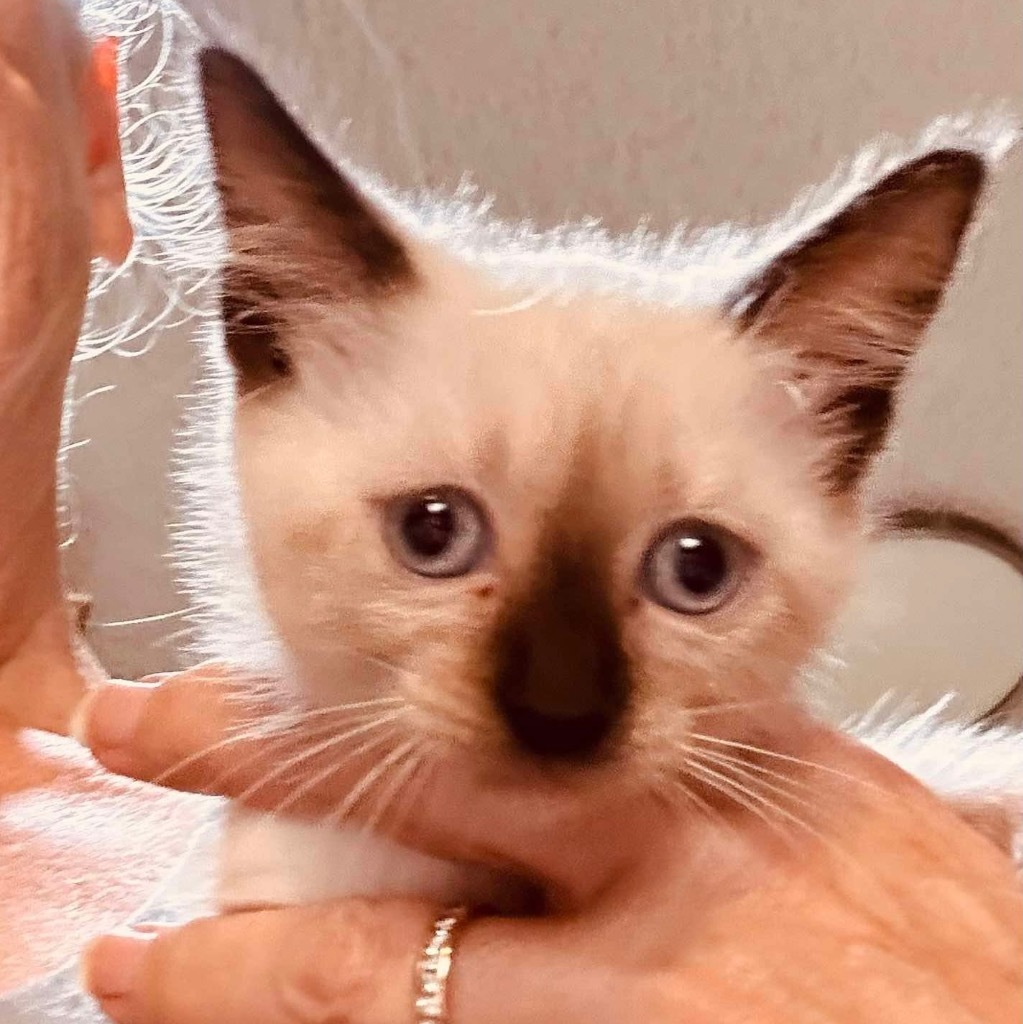 Lily, an adoptable Siamese, Ragdoll in New Braunfels, TX, 78130 | Photo Image 2