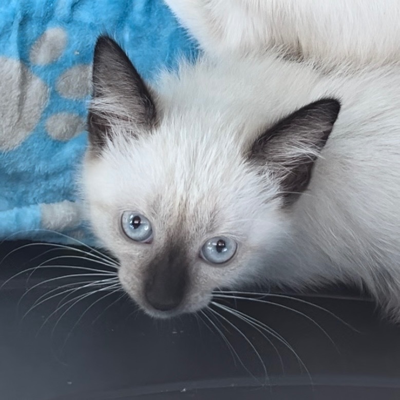 Lili, an adoptable Siamese, Ragdoll in New Braunfels, TX, 78130 | Photo Image 3