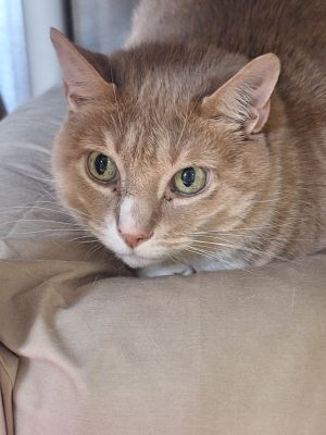 Not meant to be a household pet but would be a great barn cat