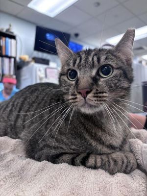 Roger, Adult Male Domestic Short Hair