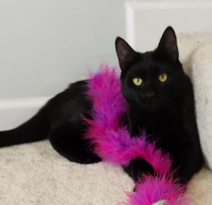 Quest, Adult Male Domestic Short Hair