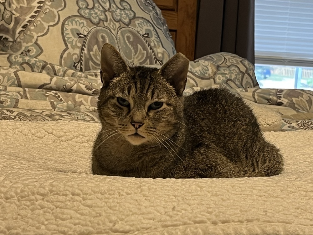 Yasmine, an adoptable Domestic Short Hair, Manx in Virginia Beach, VA, 23454 | Photo Image 1