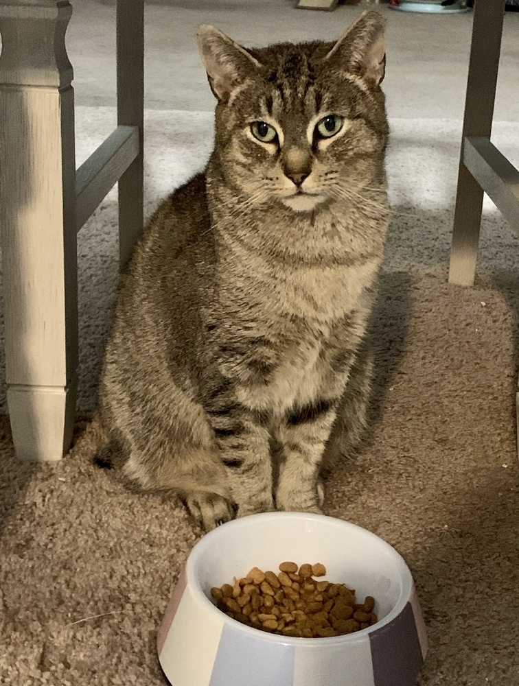 Yasmine, an adoptable Domestic Short Hair, Manx in Virginia Beach, VA, 23454 | Photo Image 3