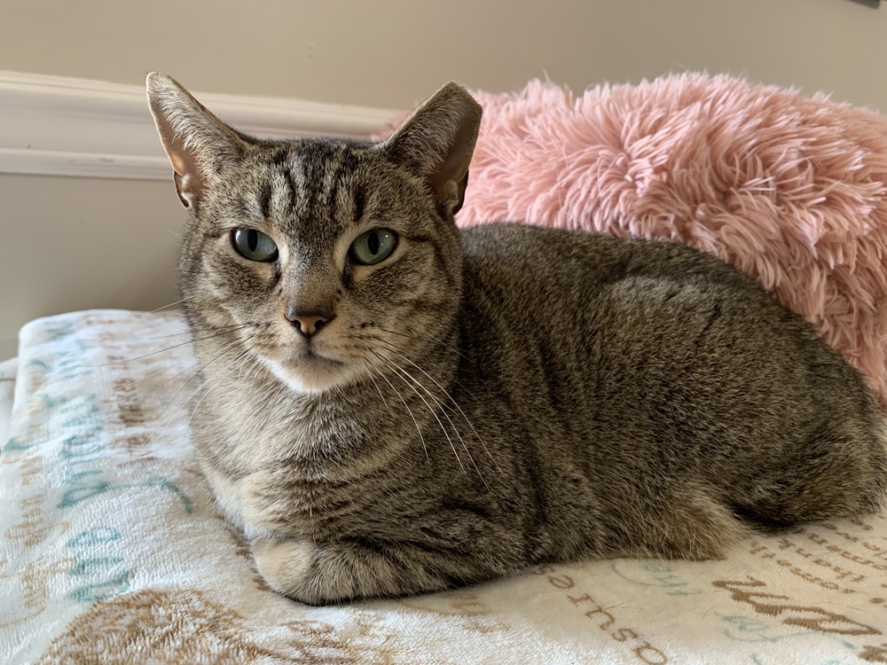 Yasmine, an adoptable Domestic Short Hair, Manx in Virginia Beach, VA, 23454 | Photo Image 3