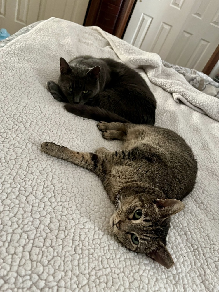 Yasmine, an adoptable Domestic Short Hair, Manx in Virginia Beach, VA, 23454 | Photo Image 3