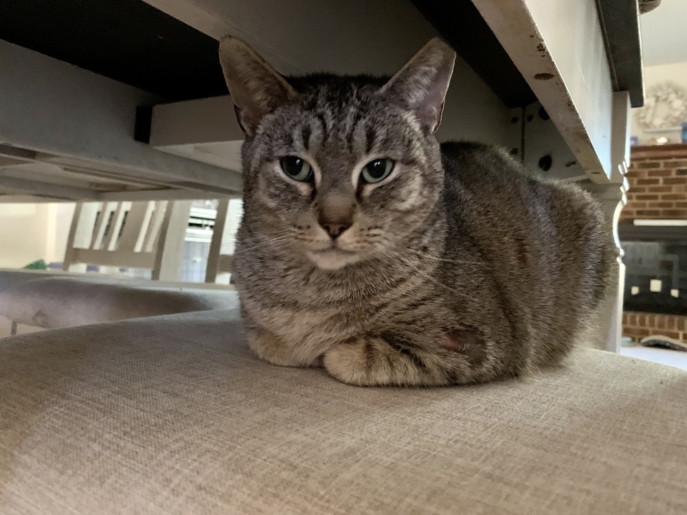 Yasmine, an adoptable Domestic Short Hair, Manx in Virginia Beach, VA, 23454 | Photo Image 5