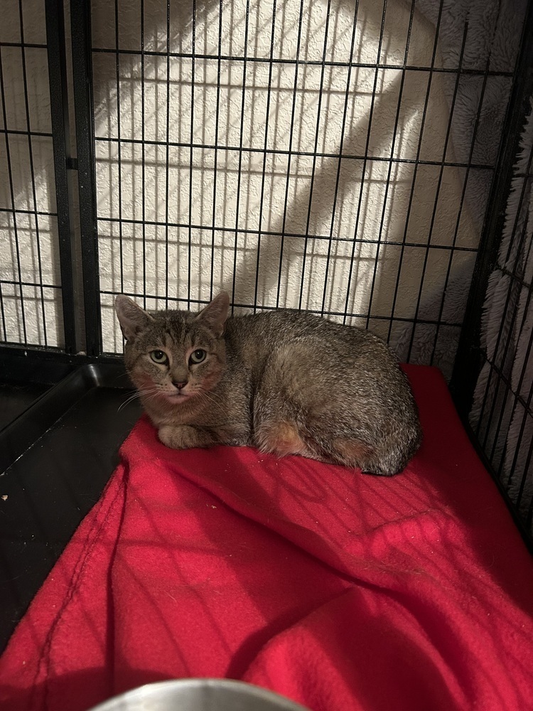 Yasmine, an adoptable Domestic Short Hair, Manx in Virginia Beach, VA, 23454 | Photo Image 6