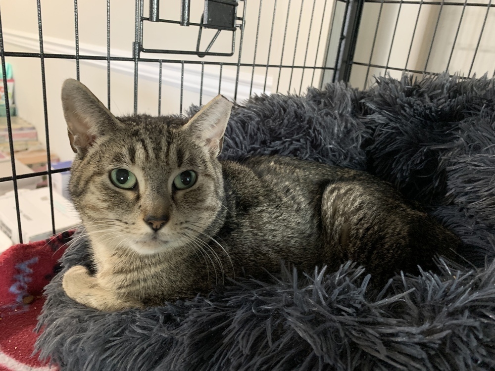 Yasmine, an adoptable Domestic Short Hair, Manx in Virginia Beach, VA, 23454 | Photo Image 6