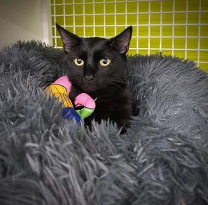 Xercees, Young Female Domestic Short Hair