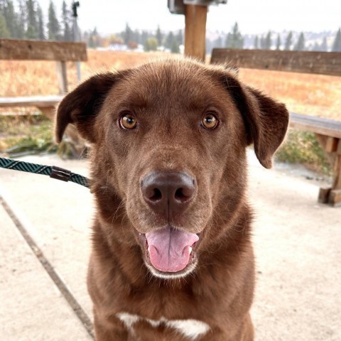 Oso, an adoptable Retriever in Spokane, WA, 99217 | Photo Image 1