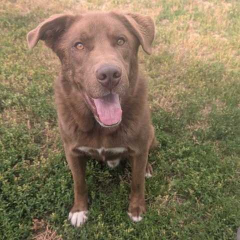 Oso, an adoptable Retriever in Spokane, WA, 99217 | Photo Image 2