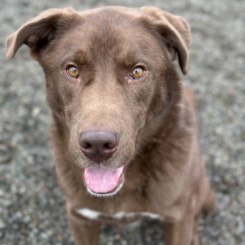 Oso, an adoptable Retriever in Spokane, WA, 99217 | Photo Image 3