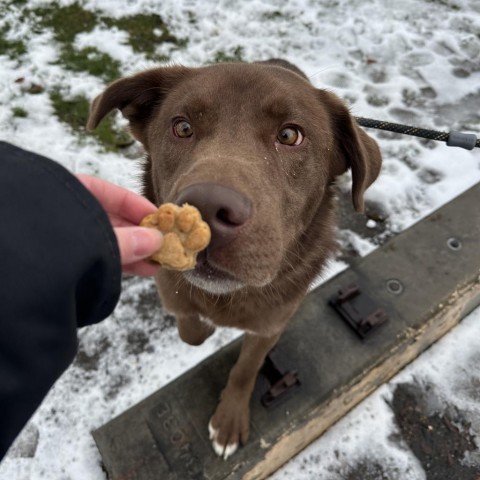 Oso, an adoptable Retriever in Spokane, WA, 99217 | Photo Image 4