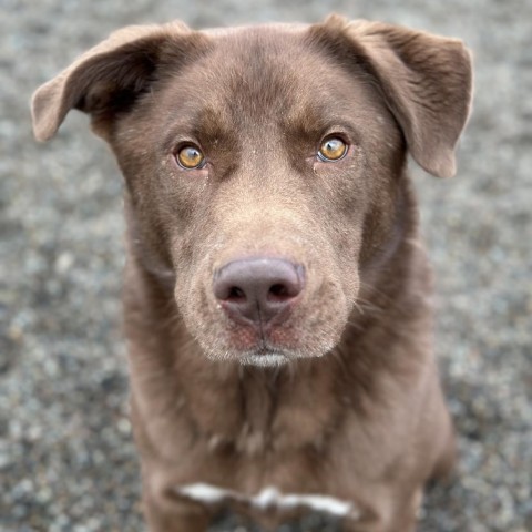 Oso, an adoptable Retriever in Spokane, WA, 99217 | Photo Image 6